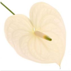 Yerli Anthurium Beyaz (16 dal)
