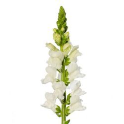  Yerli Aslanağzı Beyaz (Antirrhinum - 5 Dal)