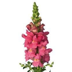  Yerli Aslanağzı Pembe (Antirrhinum - 5 Dal)