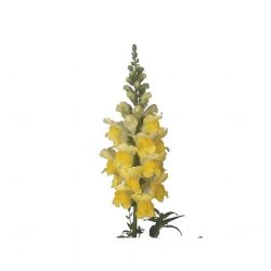  Yerli Aslanağzı Sarı (Antirrhinum - 5 Dal)