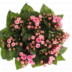  Yerli Bouvardia Pembe (50cm)