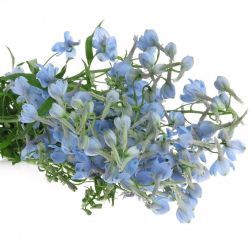  Yerli Delphinium Mavi (10 Dal)