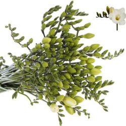  Yerli Frezya  Beyaz (20 Dal) (açmış)