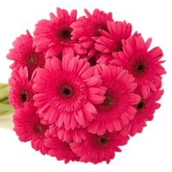  Yerli Gerbera Fuşya (20 Dal)
