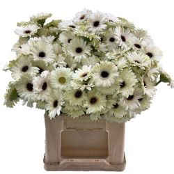 Yerli Gerbera  Mini Beyaz (20 Dal)