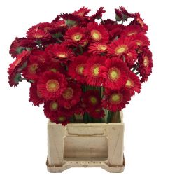  Yerli Gerbera  Mini Kırmızı (20 Dal)