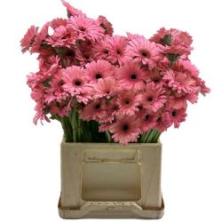  Yerli Gerbera  Mini Pembe (20 Dal)