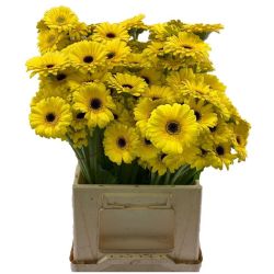  Yerli Gerbera  Mini Sarı (20 Dal)