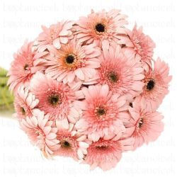  Yerli Gerbera Pembe (20 Dal)