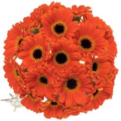  Yerli Gerbera Turuncu (20 Dal)