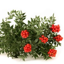   Yerli Kokina Yılbaşı Çiçeği (6 Dal - 65-75 cm)