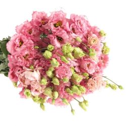  Yerli Lisianthus  Alisya Pembe  (10 Dal)