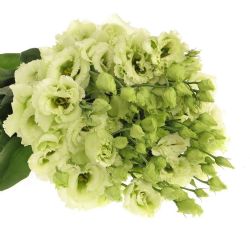  Yerli Lisianthus Alisya Yeşil (10 Dal)