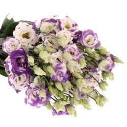  Yerli Lisianthus Mor-Beyaz (10 Dal)