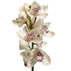  Yerli Orkide Beyaz ( 1 Dal - Cymbidium)