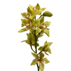  Yerli Orkide Yeşil ( 1 Dal-Cymbidium)