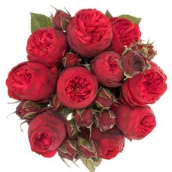   Yerli Piano Rose Kırmızı (1 Demet)