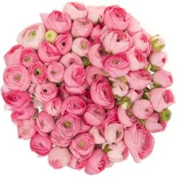  Yerli Rananculus Toz Pembe (Erengül-50 Dal)