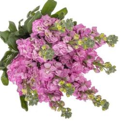  Yerli Şebboy Pembe (5 dal)