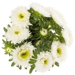 Aster Beyaz (Saraypatı)