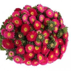 Aster Fuşya (Saraypatı)