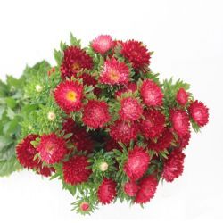 Aster Kırmızı (Saraypatı)