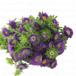 Aster Mor (Saraypatı)