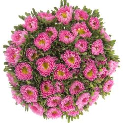 Aster Pembe (Saraypatı)