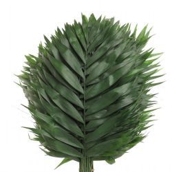 Garnitür İthal Chamaedorea El Jumbo (Chico) (20 Dal- 60cm)
