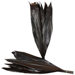 Garnitür İthal Cordyline Fr Black Tie (10dal-80cm)