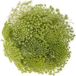 Garnitür Yerli Ammi Vissgana (5 Dal)
