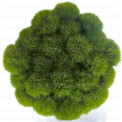 Garnitür Yerli Green Trick  (10 Dal - 1 Demet)