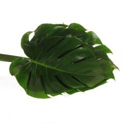 Garnitur Yerli Monstera (Deve Tabanı-5 dal)