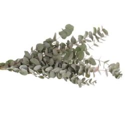 Garnitür Yerli Okaliptus (1 Demet)