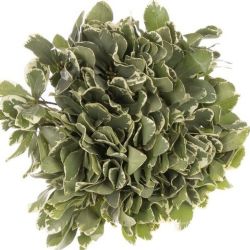 Garnitür Yerli Pittosporum (10 Dal)