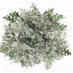 Garnitür Yerli Senecio
