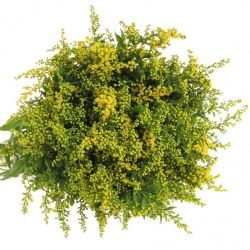 Garnitür Yerli Solidago (10 Dal)