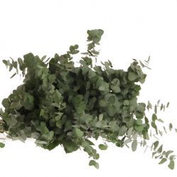 Grn Okaliptüs