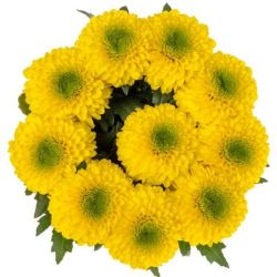 İthal Chrysanthemum G Brasiliana (10 dal-70cm)