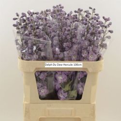 İthal Delphinium El Dew Hercule (10 dal-90 cm)