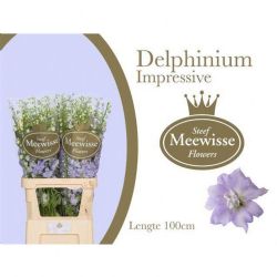 İthal Delphinium El İmpress (10 dal-100cm)