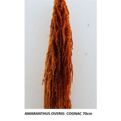 İthal Şoklanmış Amaranthus Overig Cognag (1 Demet)