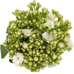 Kalanchoe Beyaz (5 Dal 35-40 cm)
