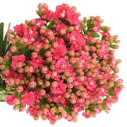 Kalanchoe Fuşya (5 DAL 35-40 CM)