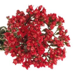 Kalanchoe Kırmızı (5 DAL 35-40 CM)