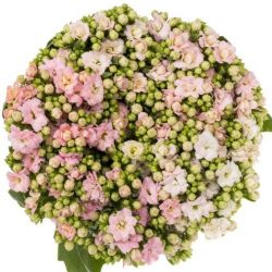 Kalanchoe Pembe (5 Dal 35-40 cm)