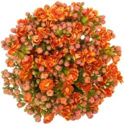 Kalanchoe Turuncu (5 Dal 35-40 cm)