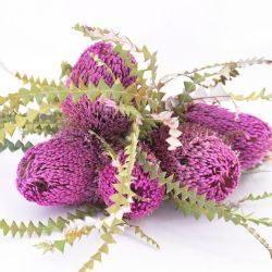 Kuru Çiçek İthal Banksia Spec Paint Milka (5 dal)