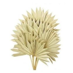 Kuru Çiçek İthal Palm Spear Krem (5dal-50cm)