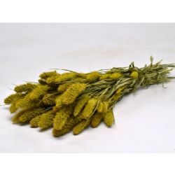 Kuru Çiçek İthal Setaria Geel Sarı (65cm)